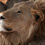 Tanzania - Tarangire - Young male lion - up close